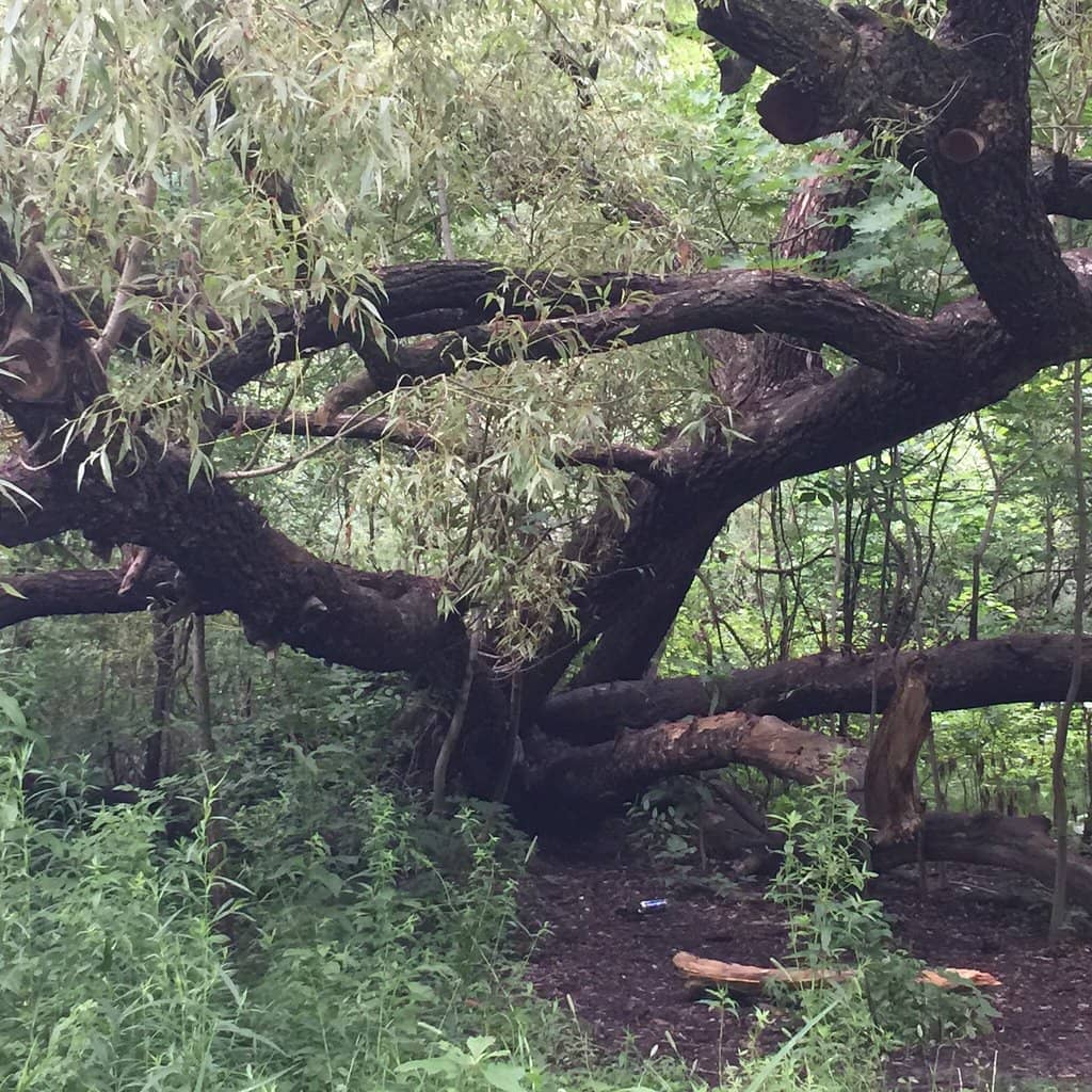 Cedarvale Ravine Trails