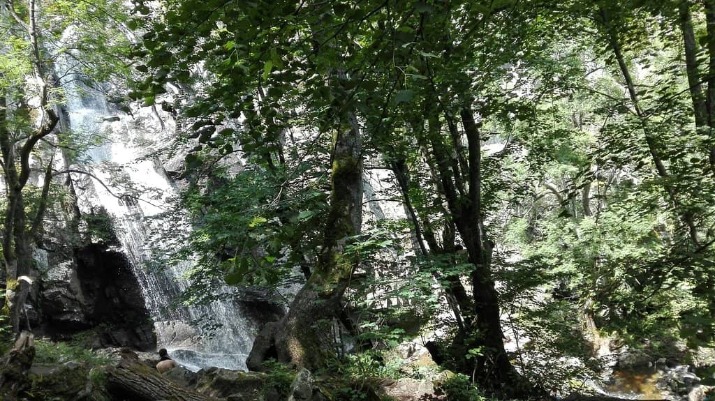 Enchanting Forest Trails