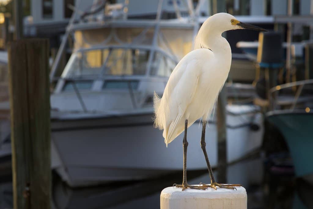 Generous Seafood Portions