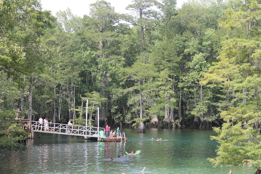 Majestic Bald Cypress Trees