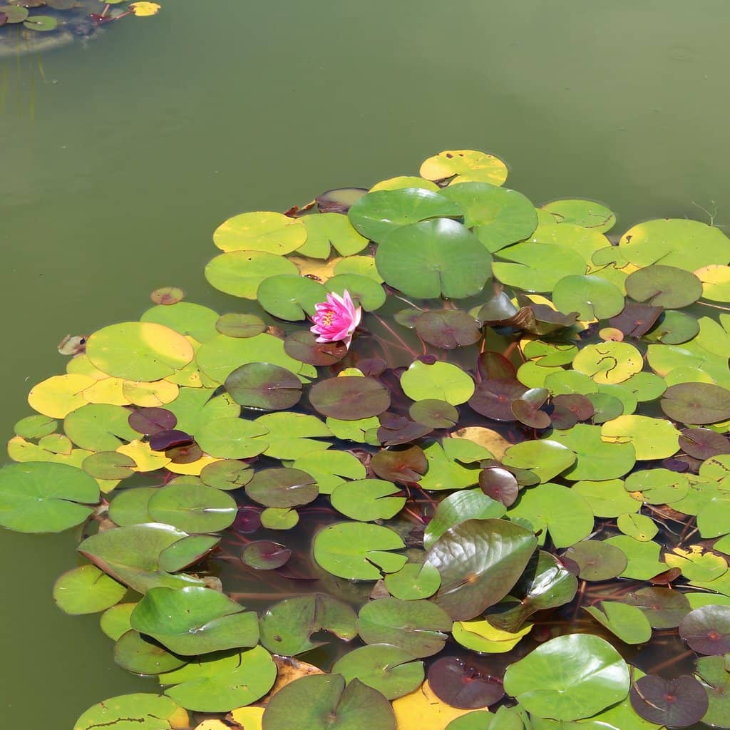 Koi Pond