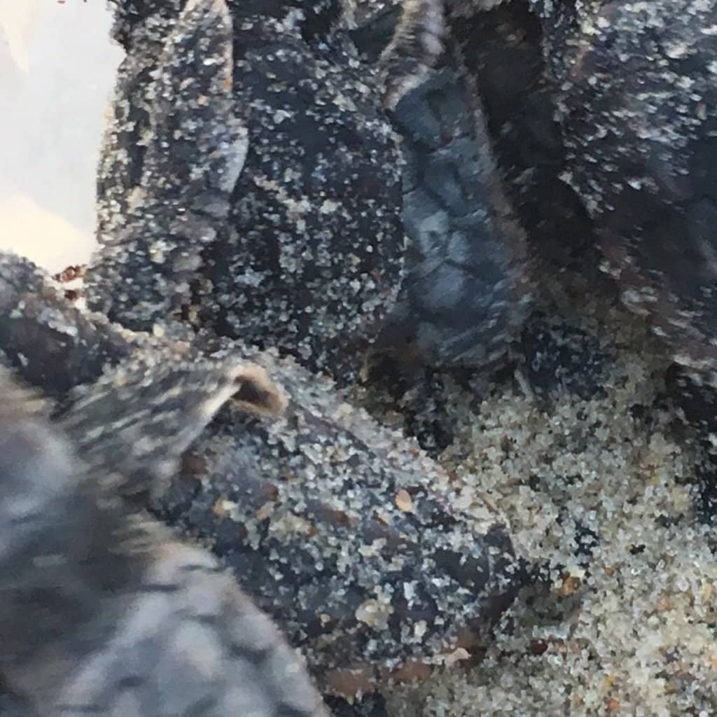 Interactive Nature Exhibits