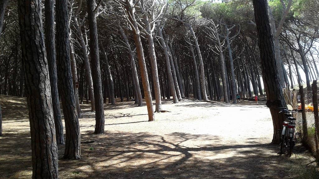 Dog-Friendly Beaches