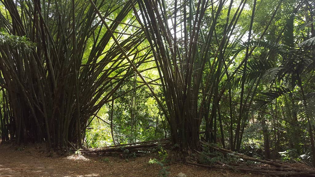 Lush Flora and Gardens