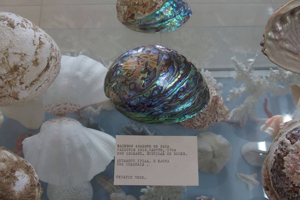 Vast Seashell Collection