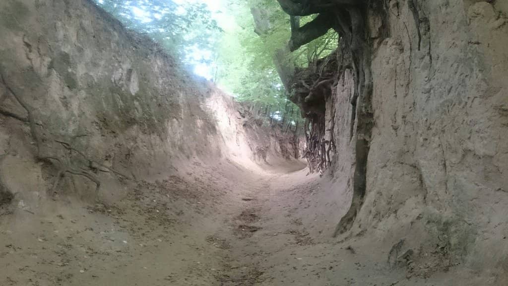 Forest Walking Trail