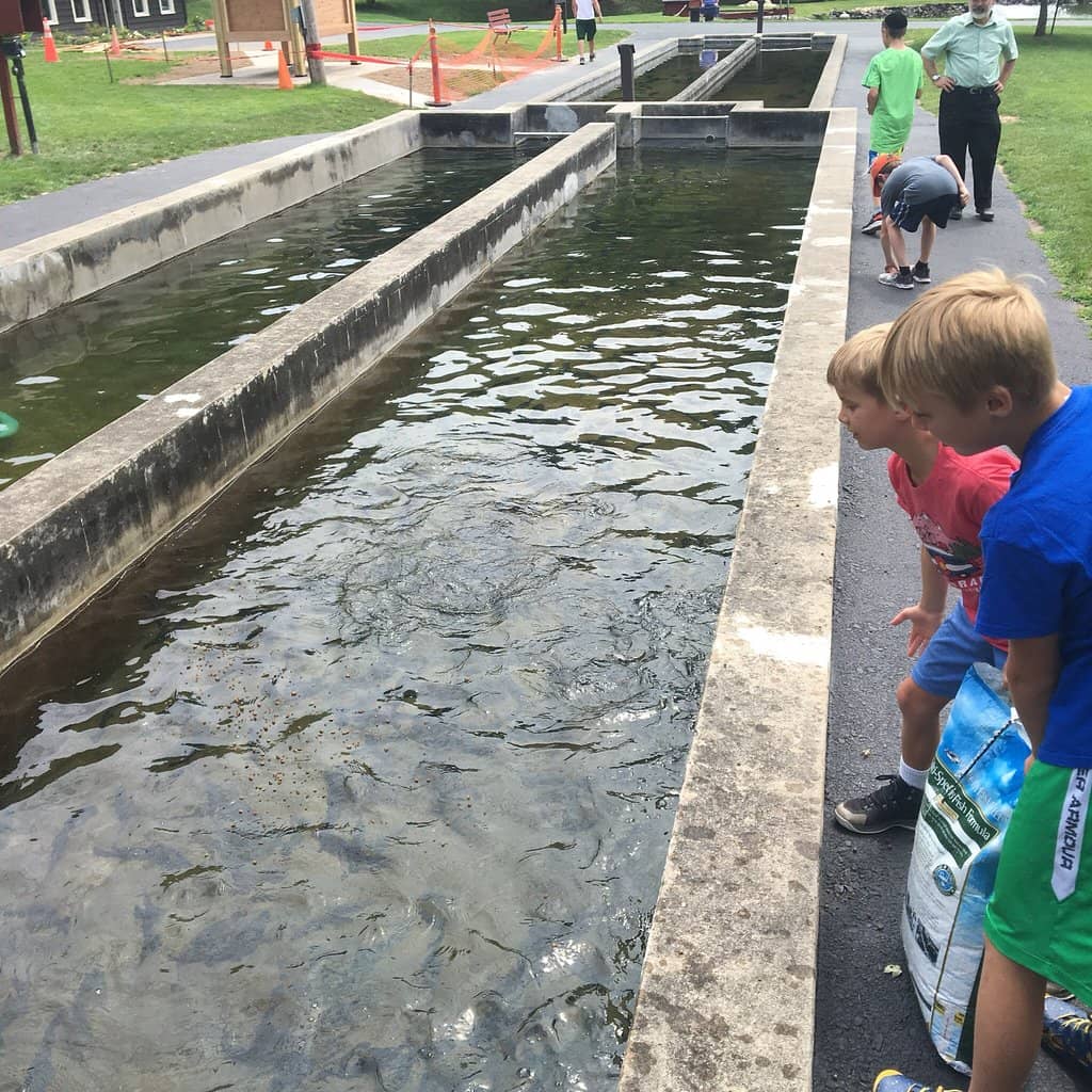 Brown Trout Specimens