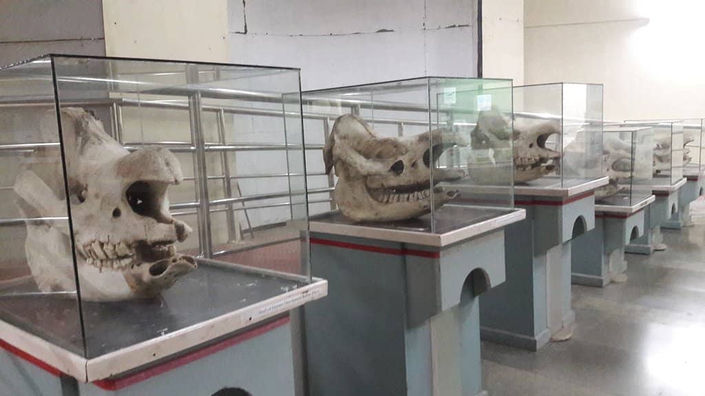 Biodiversity Galleries