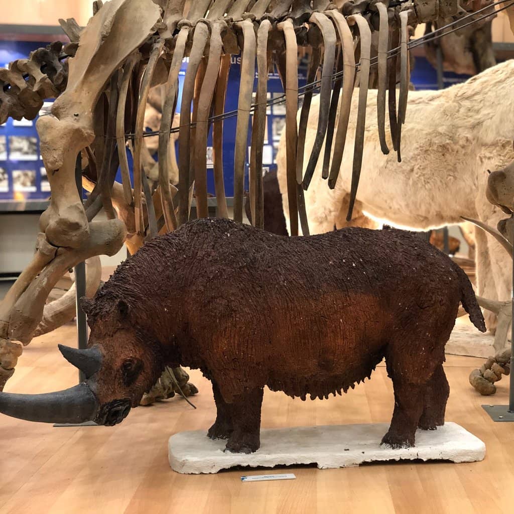 Anatomical Mammoth Model