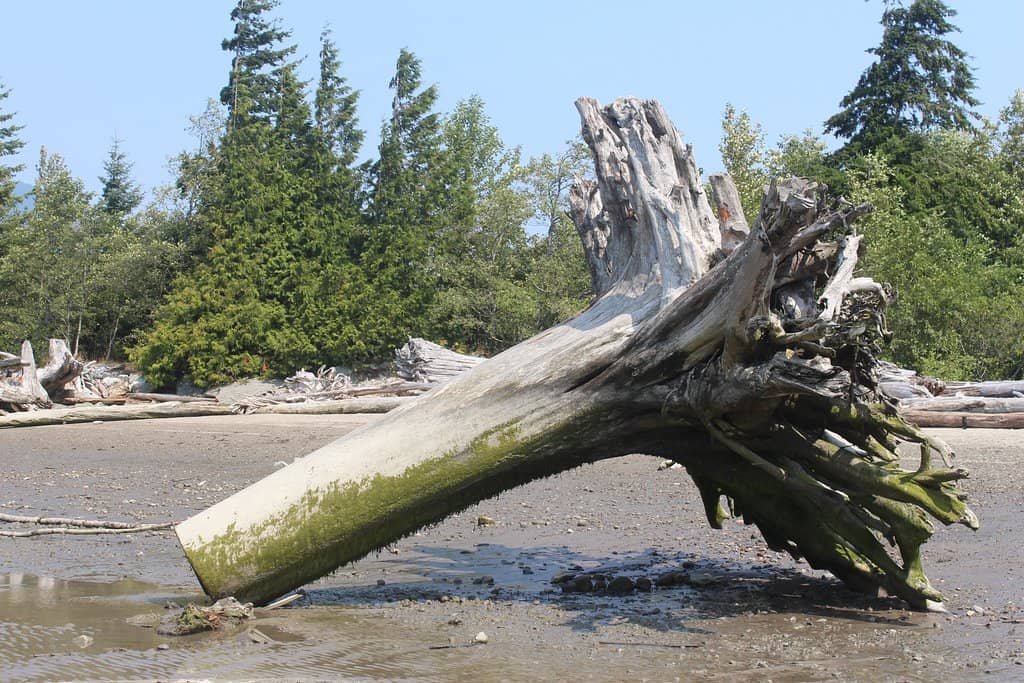 Expansive Open Fields