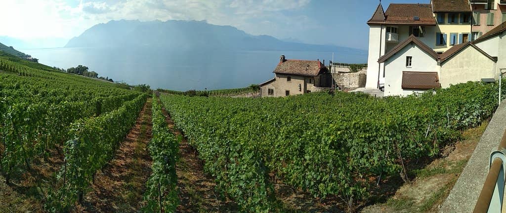 Local Wine Tasting
