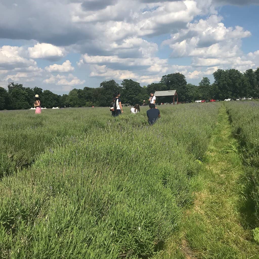 Vast Lavender Fields