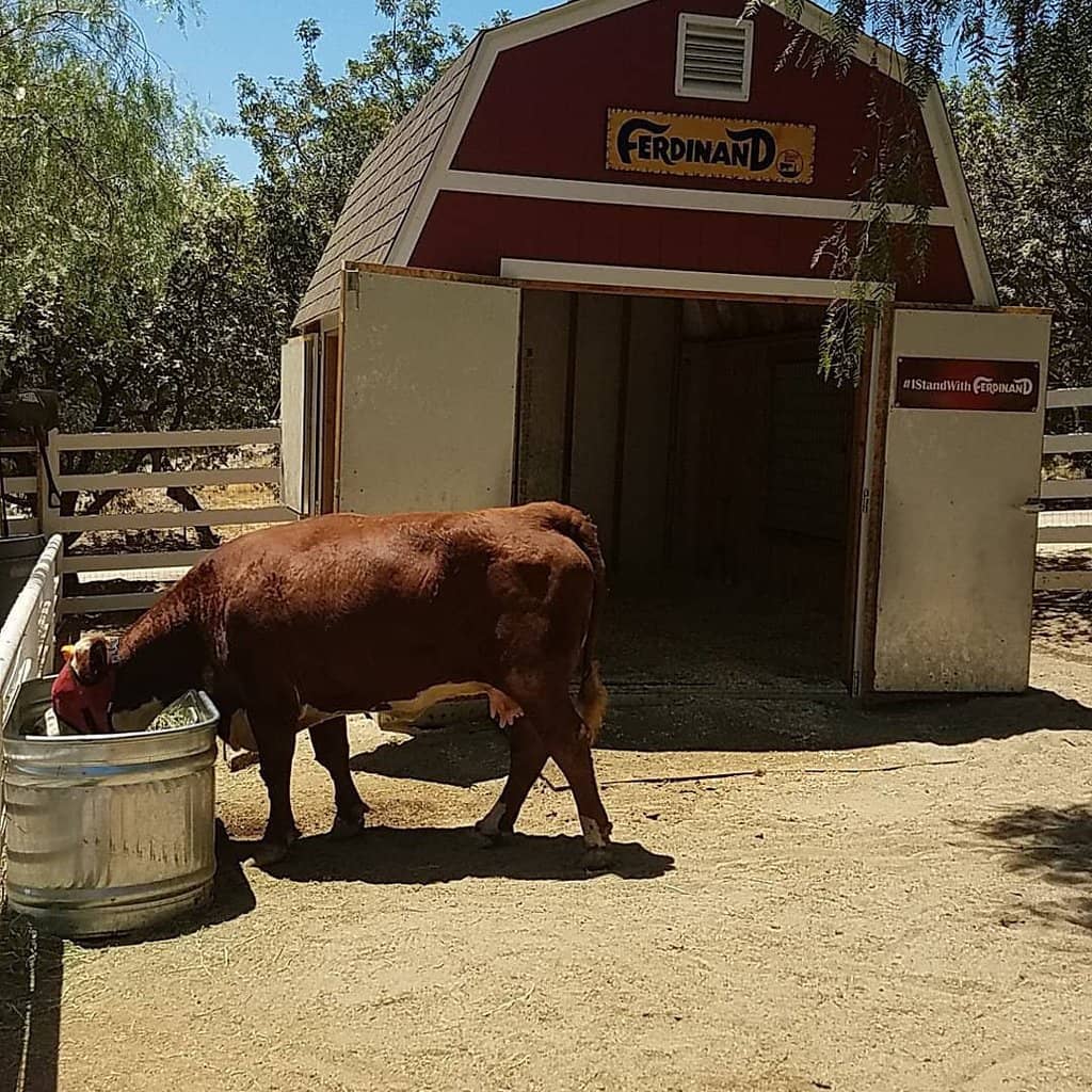 Meet Rescued Farm Animals