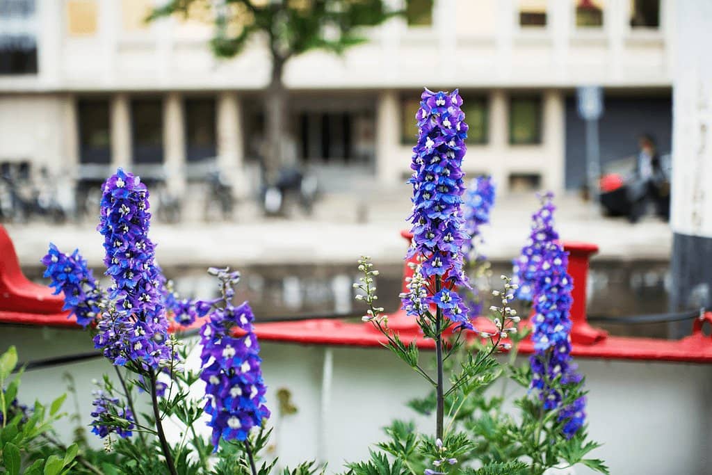 Live Music & Vibrant Atmosphere