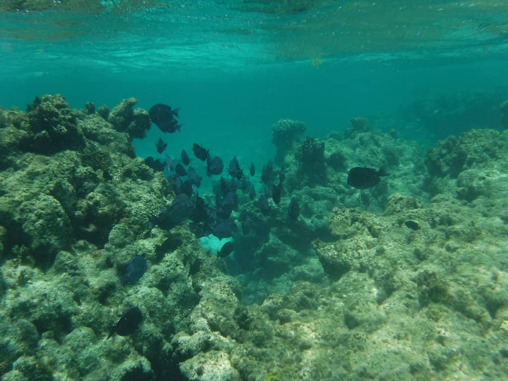 Abundant Marine Life