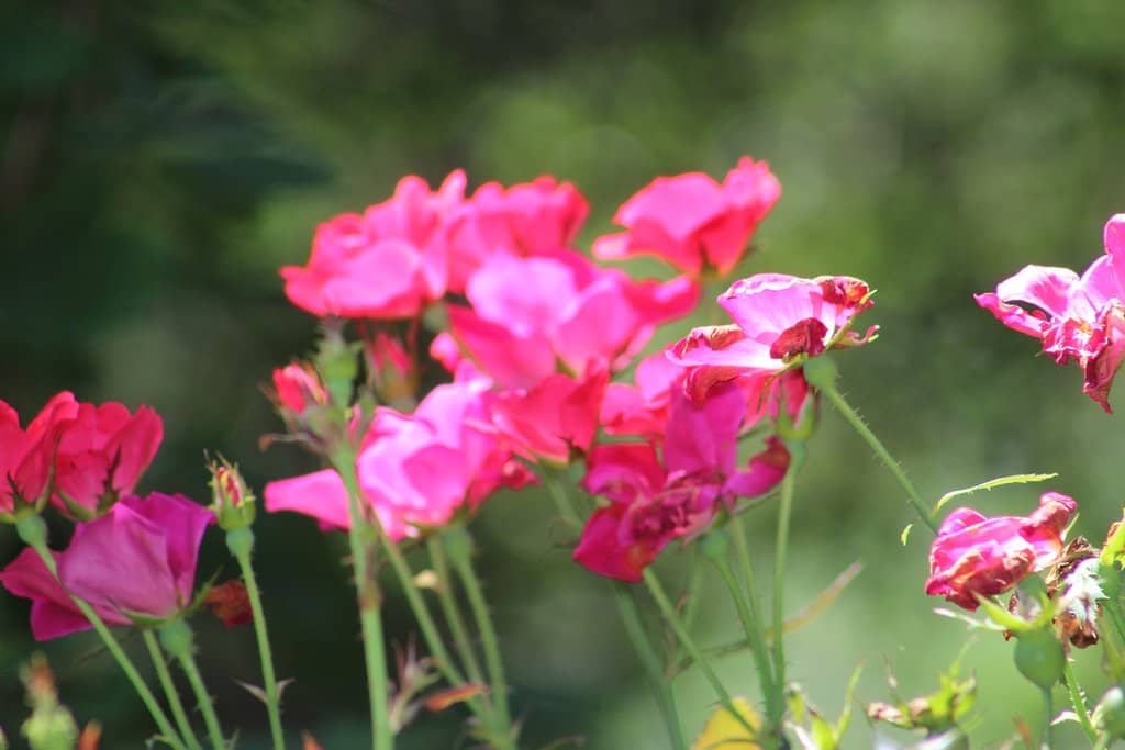 The Farm & Goat Paddock
