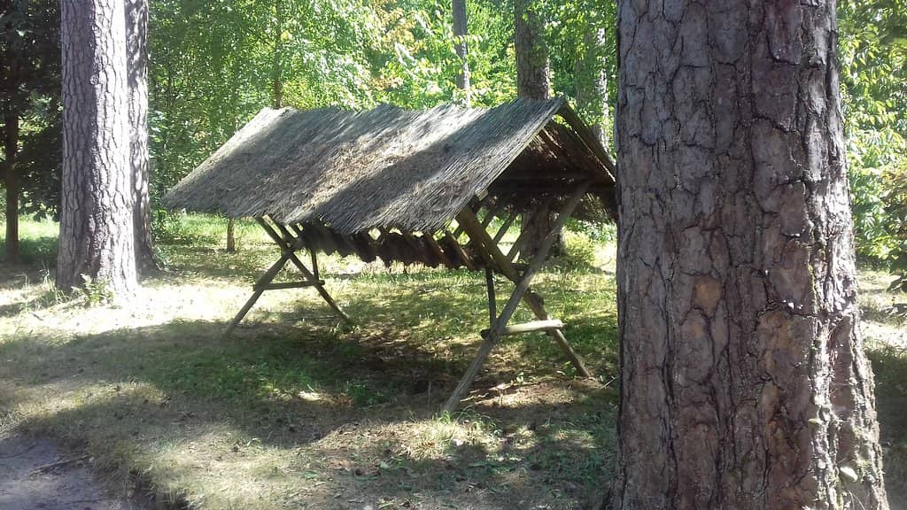 The 'Attic Forest'
