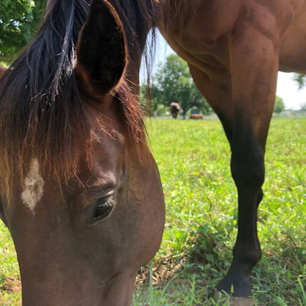 Extensive Trail Network