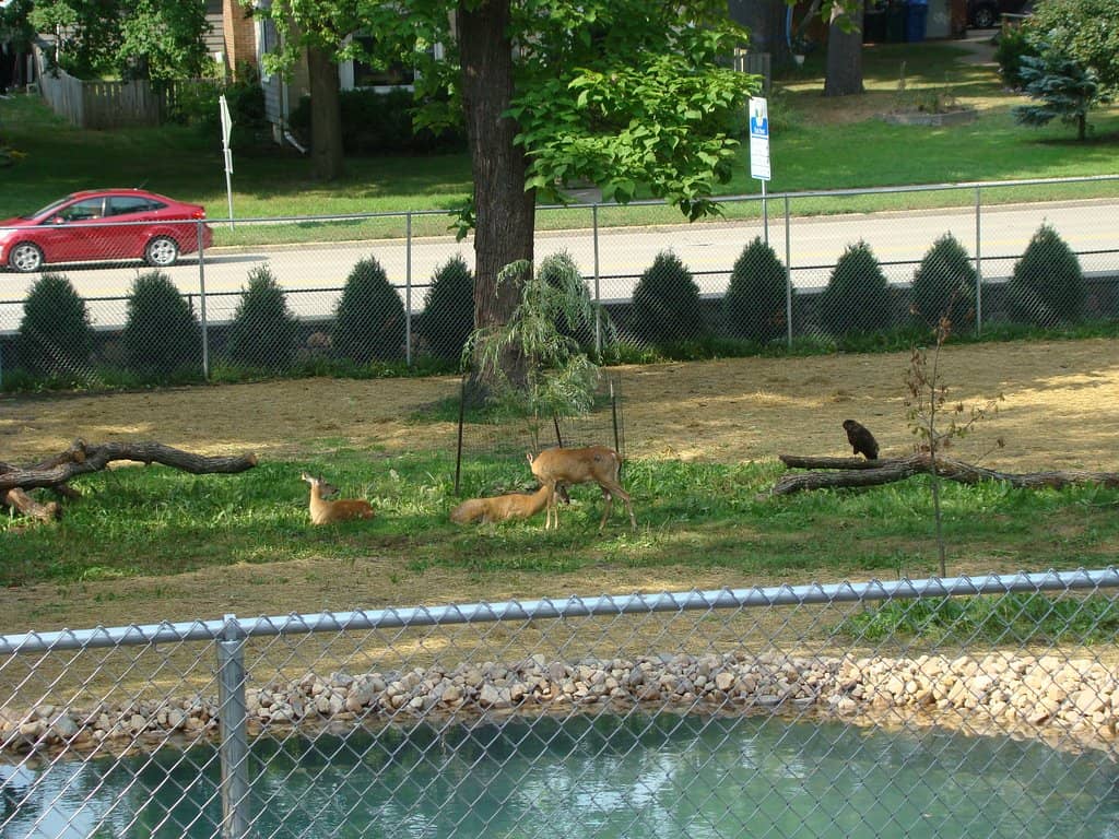 Goats & Prairie Dogs