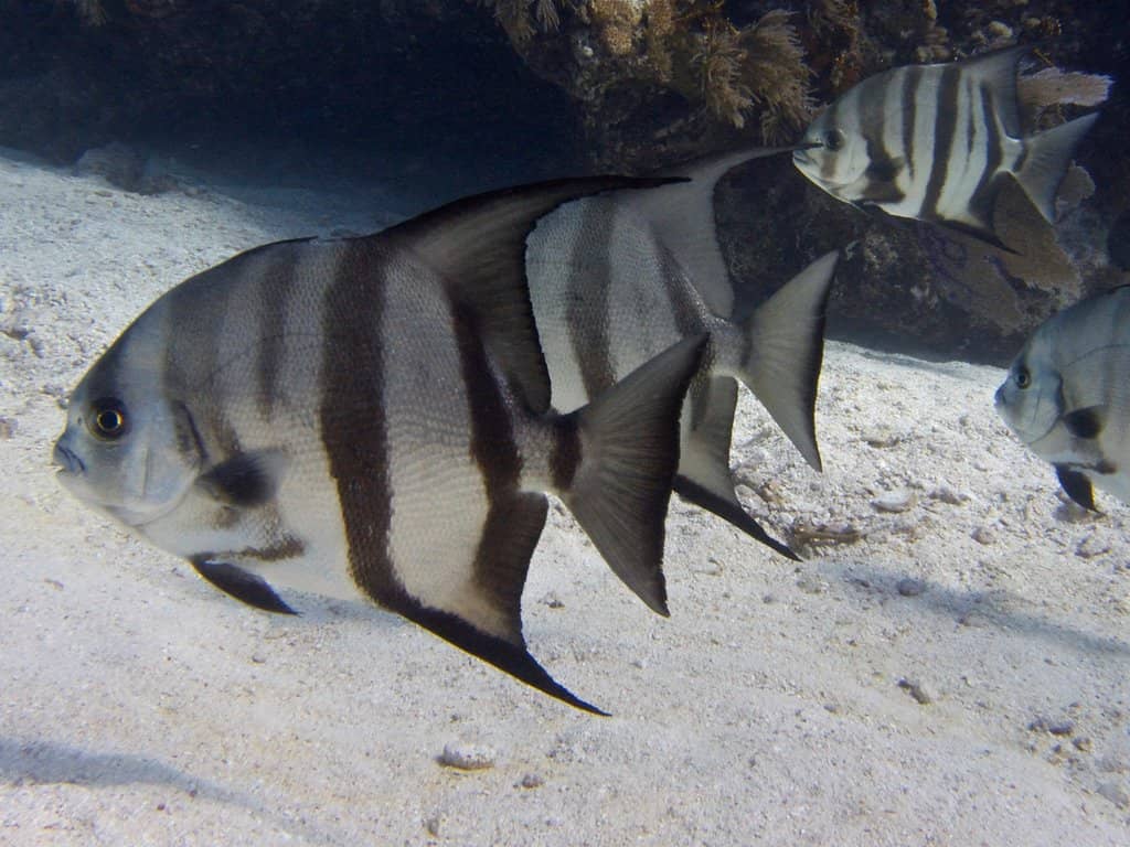Snorkel Trail