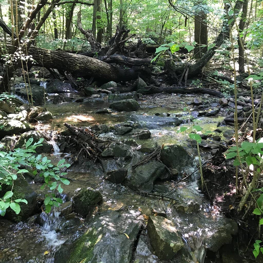 The Roller Coaster Section