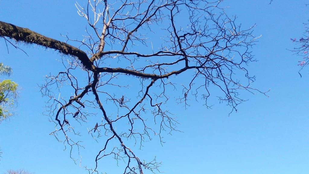 Ancient Trees