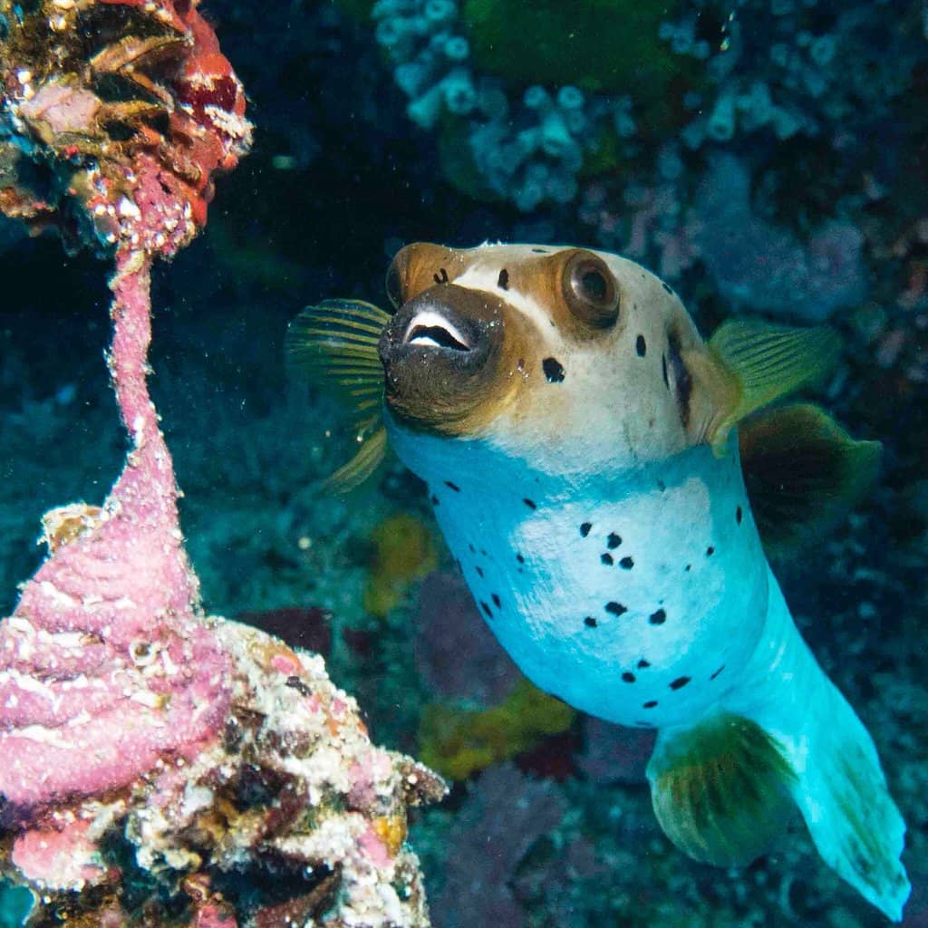 Underwater Cave Exploration