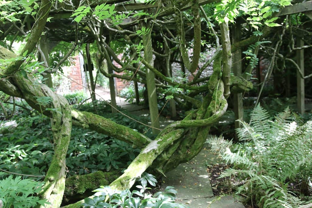 Wisteria-Draped Gardens