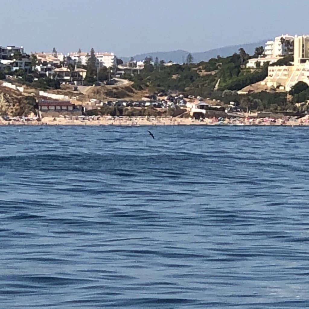 Breezy Swimming Conditions