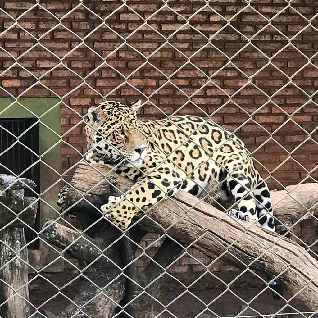 Aviary Wonders