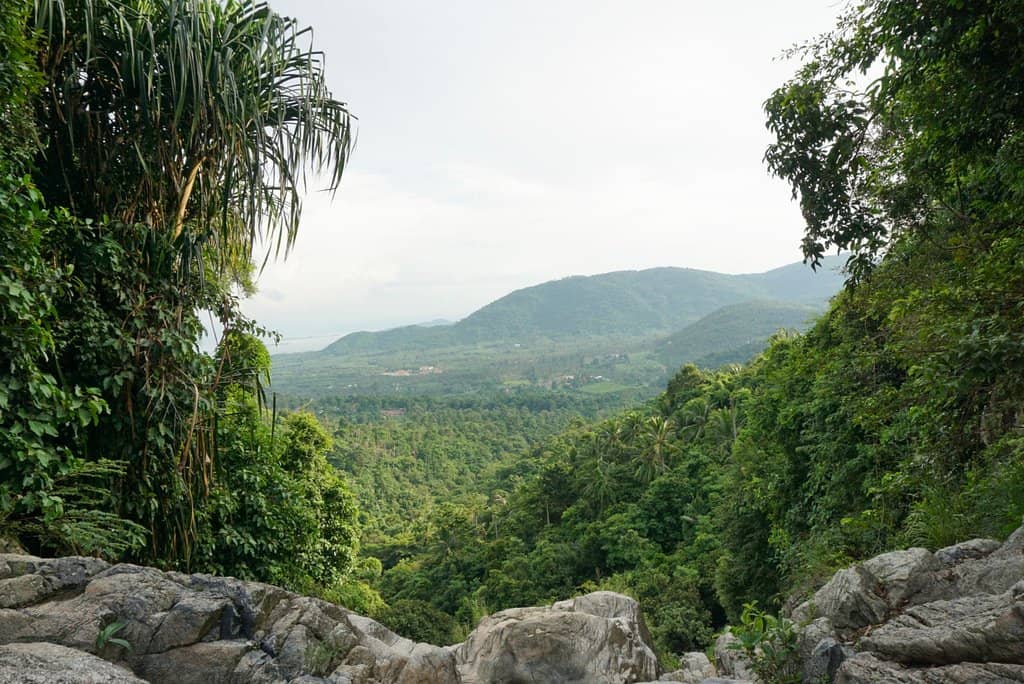 Jungle Oasis