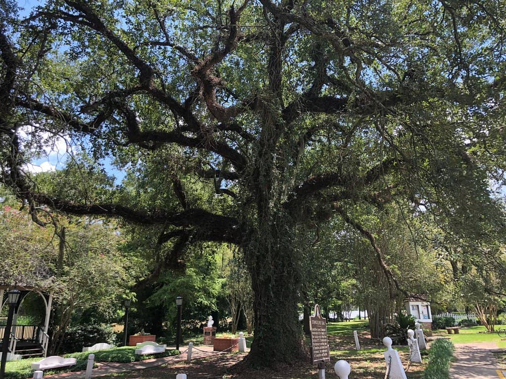 Bayou Teche Views
