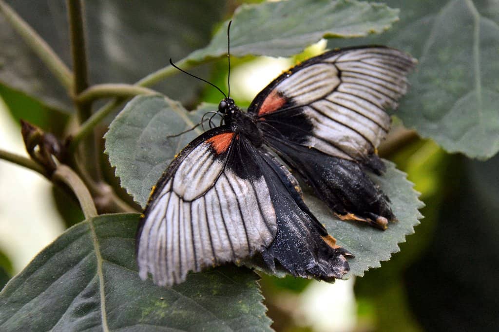 Insectarium Wonders