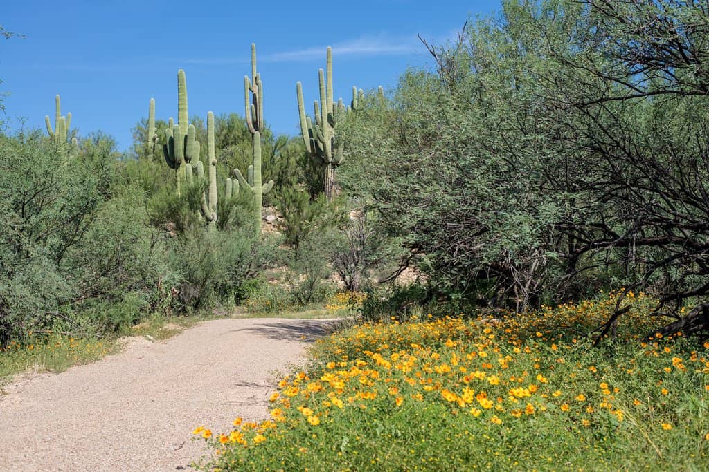 Romero Ruins Trail