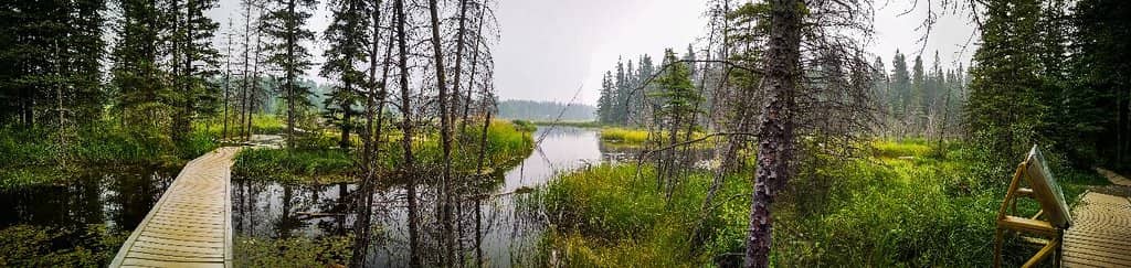 Wetland Scenery