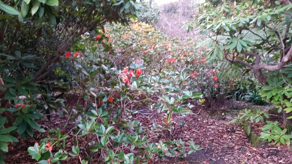 Tasmanian Native Section