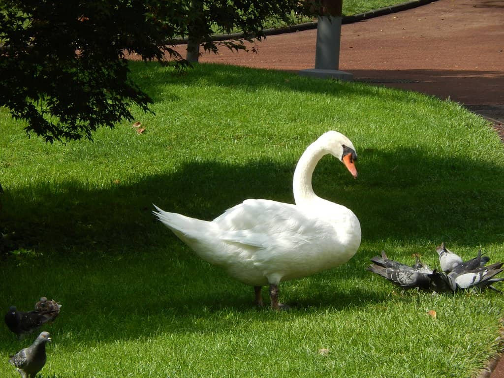 Sloping Lawns