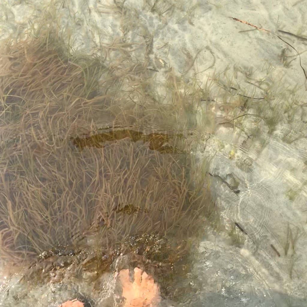 Picnic & Green Spaces