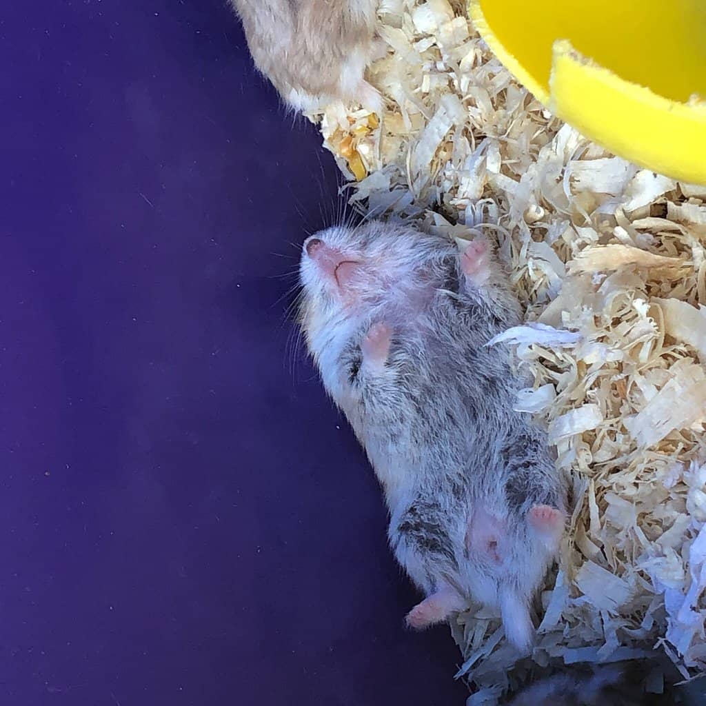 Antique Coins & Collectibles