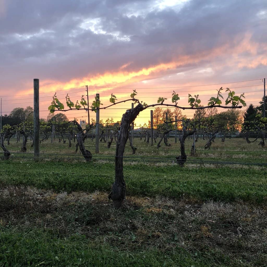 Welcoming Hosts & Vineyard Dog