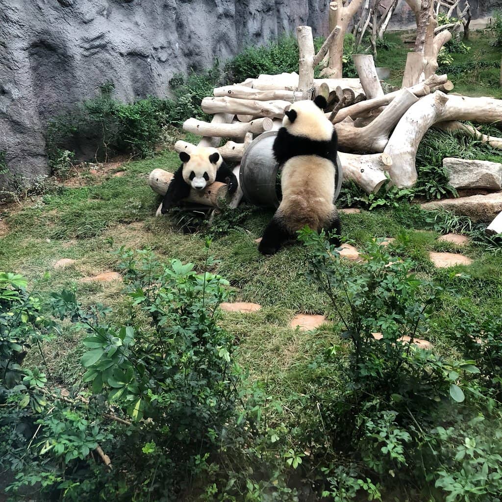 Red Pandas & More