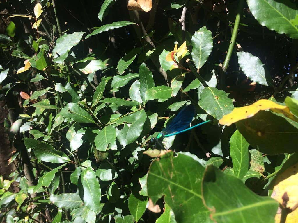 The Plant Maze