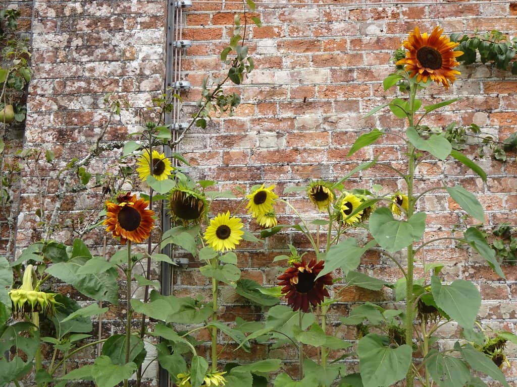 Walled Garden