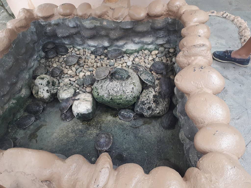 Animal Ambassador Show