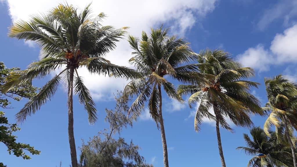 River Mouth Ecosystem