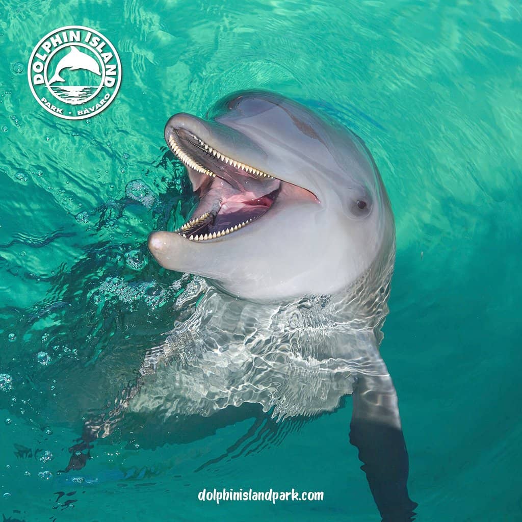 Sea Lion Encounter