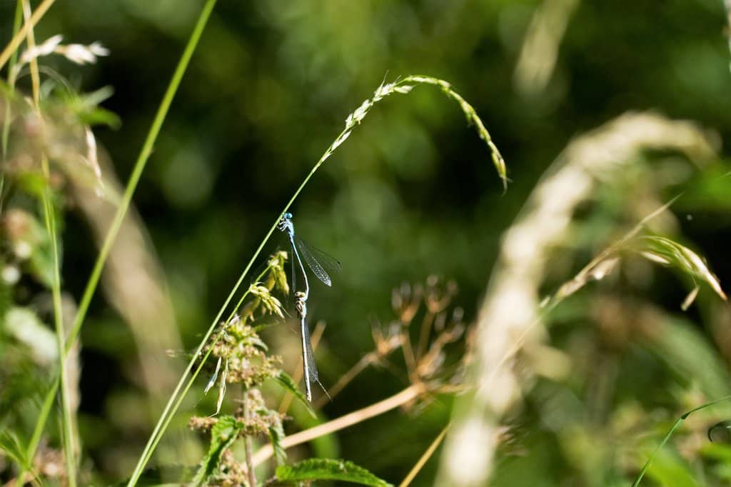 Manton Bay Osprey Nest