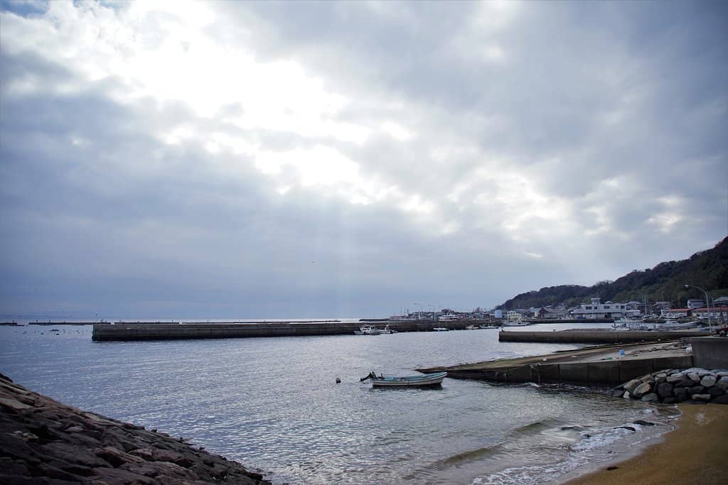 Feral Cat Encounters