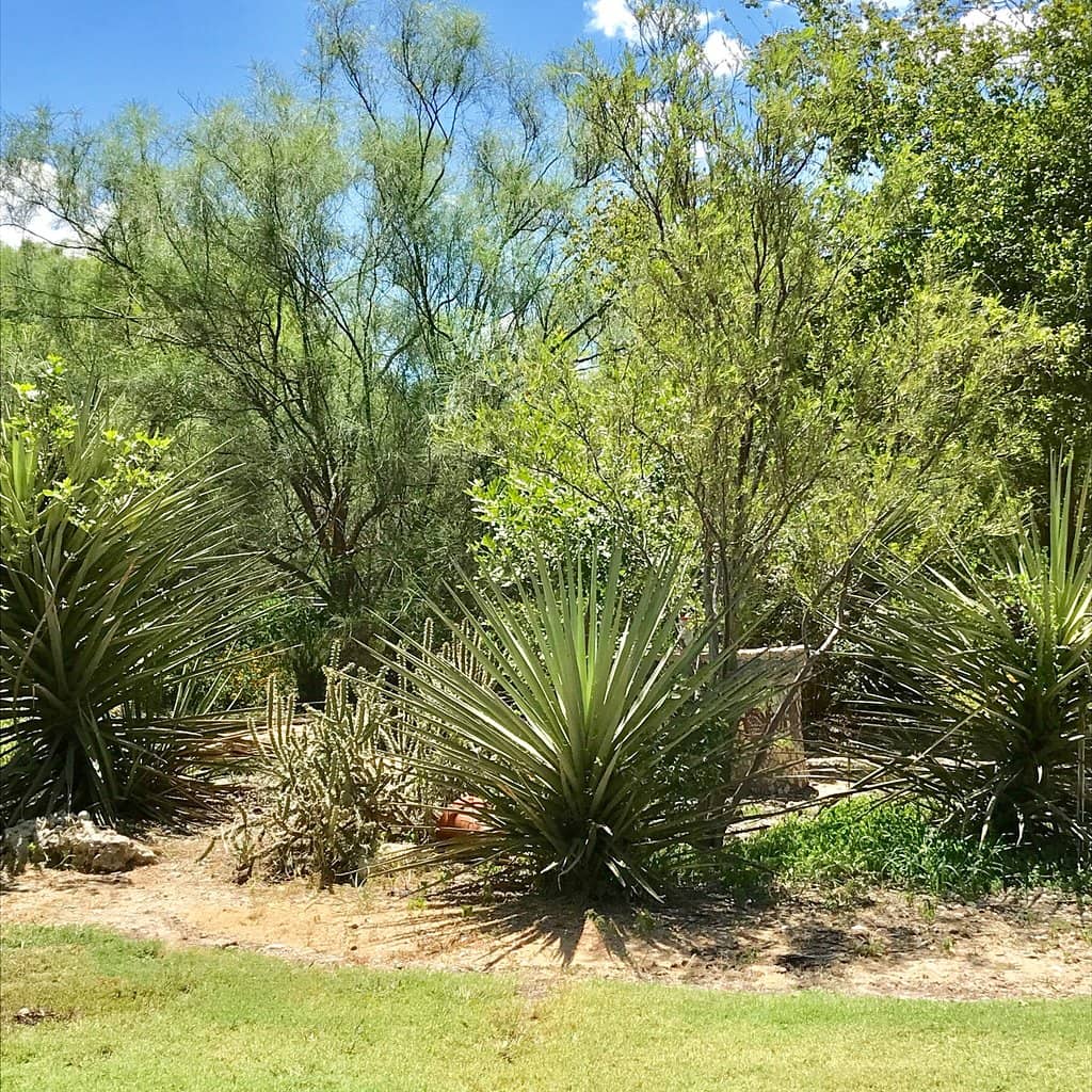 Adam and Eve Formations