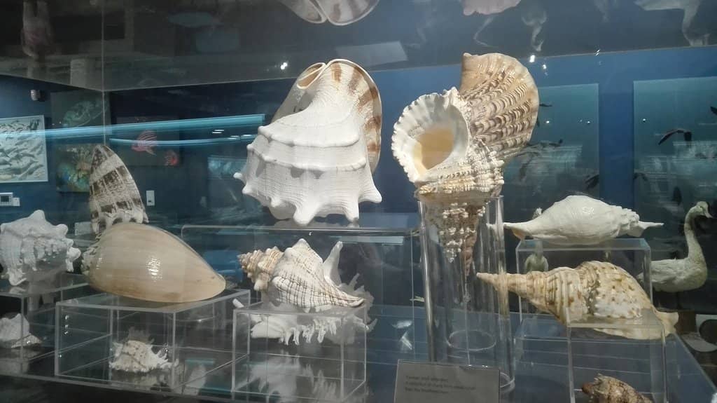 Marine Life Exhibits